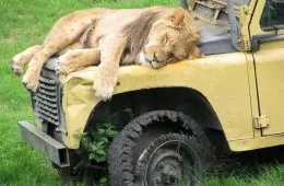 20 Amazing Posts About Animals Close Encounters