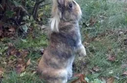 Funniest Animal Memes Pictures