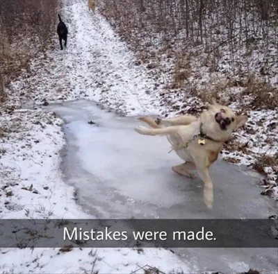 Top 28 Funny Cute Pet Memes Of The Day  Did Not See This Coming