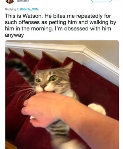 Top 28 Funny Cute Pet Memes Of The Day  Nibbles For Kibbles