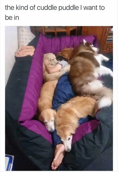 Top 28 Funny Cute Pet Memes Of The Day  Diving In