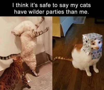 20 Hilarious Pet Memes For Animal Lovers