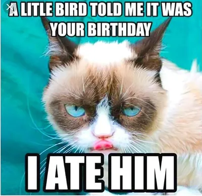 20 Hilarious Pet Memes For Animal Lovers