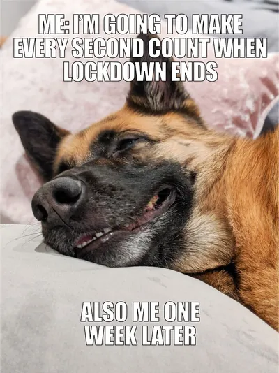 20 Hilarious Pet Memes For Animal Lovers