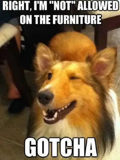 20 Hilarious Pet Memes For Animal Lovers