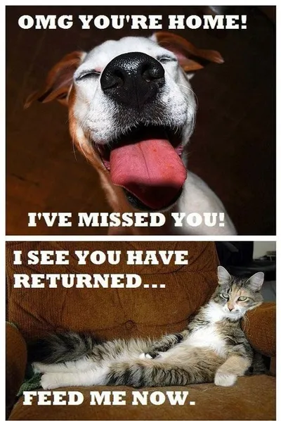 20 Hilarious Pet Memes For Animal Lovers
