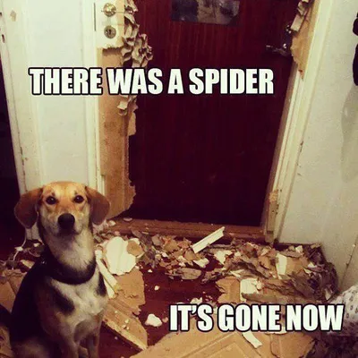 20 Hilarious Pet Memes For Animal Lovers