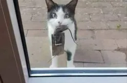 Top 32 Funny Animal Memes Of The Day 60994A5F49Bb1