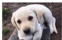 Top 17 Cutest Pet Memes