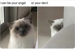 Choose Wisely Funny Animal Image