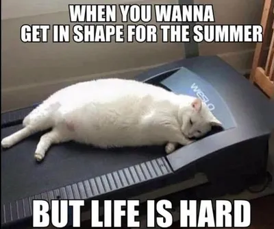 20 Cute Summer Cat Pictures To Share With Friends