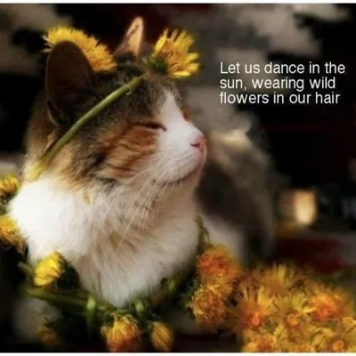 20 Cute Summer Cat Pictures To Share With Friends