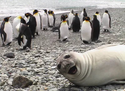 30 Awesome Photo Bombs 