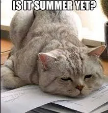 20 Cute Summer Cat Pictures To Share With Friends