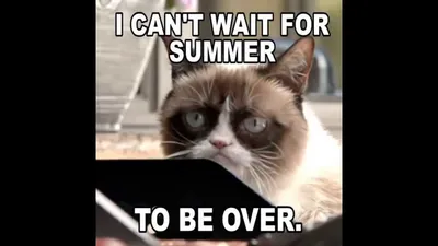 20 Cute Summer Cat Pictures To Share With Friends