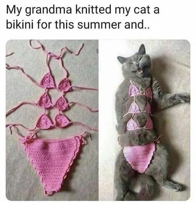 20 Cute Summer Cat Pictures To Share With Friends