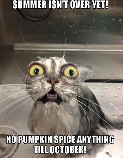 20 Cute Summer Cat Pictures To Share With Friends