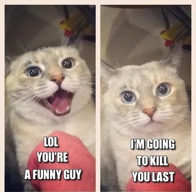 30 Hysterical Cat Memes You Must See 