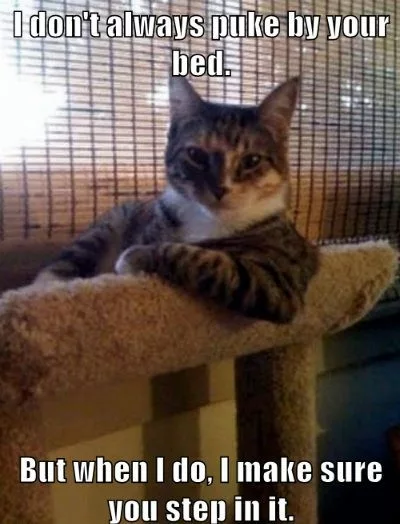 30 Frisky Cat Memes You Must See