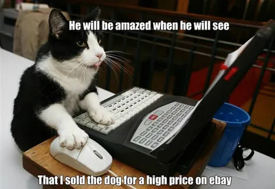 30 Hysterical Cat Memes You Must See 