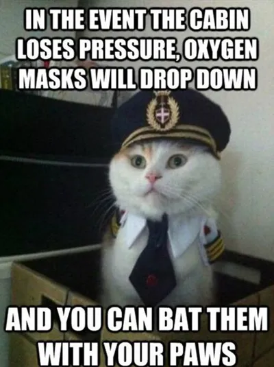 30 Hysterical Cat Memes You Must See 