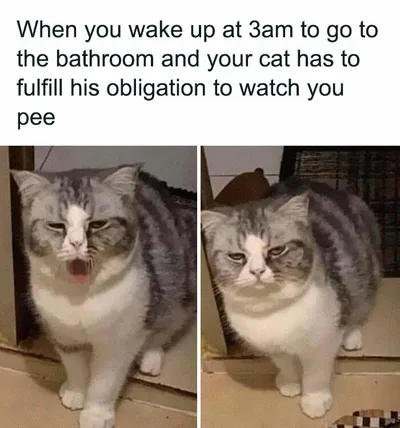 30 Adorable Cat Memes For You To Enjoy 