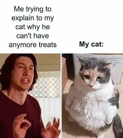 30 Adorable Cat Memes For You To Enjoy 