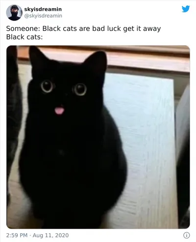 30 Adorable Cat Memes For You To Enjoy 