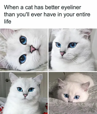 30 Adorable Cat Memes For You To Enjoy 