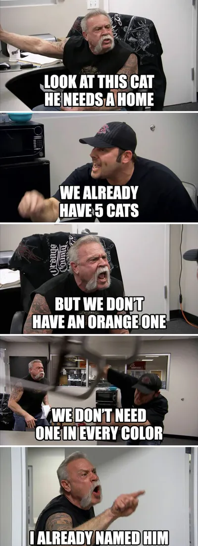 30 Adorable Cat Memes For You To Enjoy 