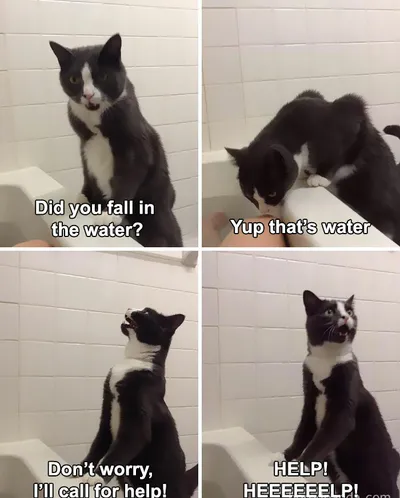 30 Adorable Cat Memes For You To Enjoy 
