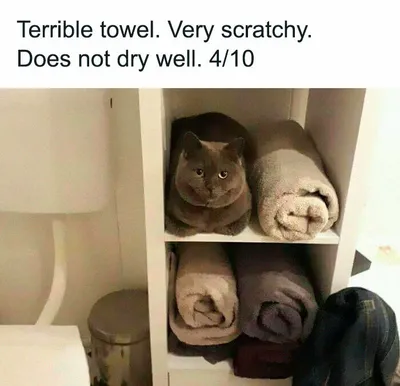 30 Adorable Cat Memes For You To Enjoy 