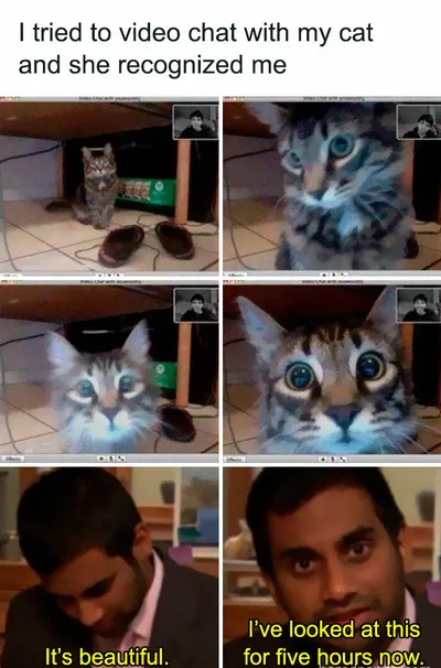 30 Adorable Cat Memes For You To Enjoy 