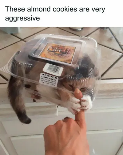 30 Adorable Cat Memes For You To Enjoy 