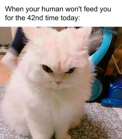 30 Adorable Cat Memes For You To Enjoy 