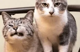 30 Excellent Cat Memes For All The Cat Lovers