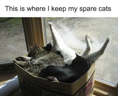 30 Adorable Cat Memes For You To Enjoy 