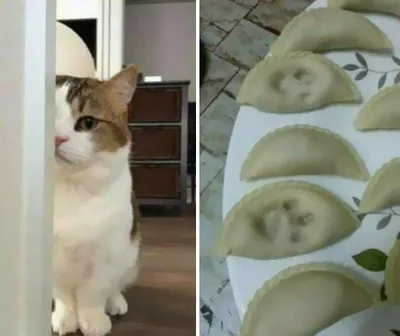 30 Adorable Cat Memes For You To Enjoy 