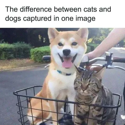 30 Adorable Cat Memes For You To Enjoy 