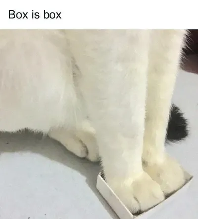 30 Adorable Cat Memes For You To Enjoy 