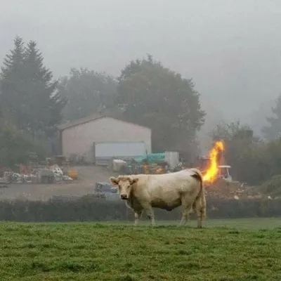 30 Spectacularly Weird Pictures That Will Definitely Confuse You