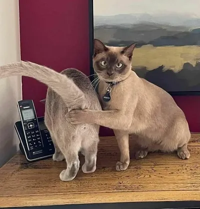 30 Spectacularly Weird Pictures That Will Definitely Confuse You