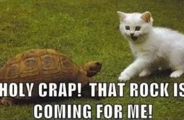 Mondays Top 25 Funny Animal Memes 6294965Bac0Cc