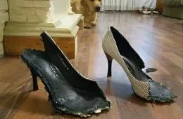 Saturdays Top 26 Funny Animal Memes 6291F354011Bf