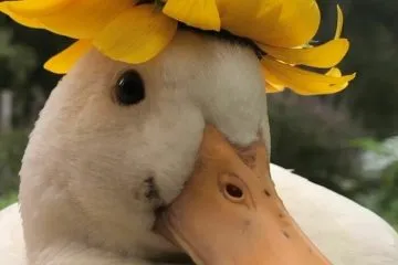 30 Heart Warming Pics That Show Why Ducks Are The Cutest