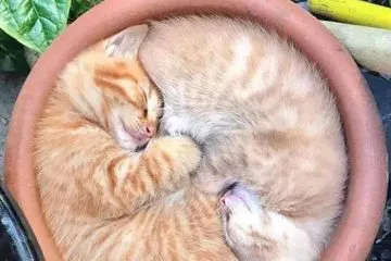 30 Absolutely Adorable ‘If I Fits, I Sits’ Animal Pics