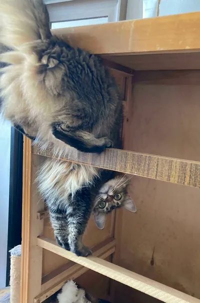 637259Fbc4407 J0Yf4Mayefs91 700