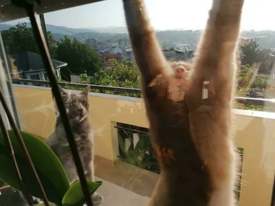 30 Extremely Funny Pictures Of Malfunctioning Cats 