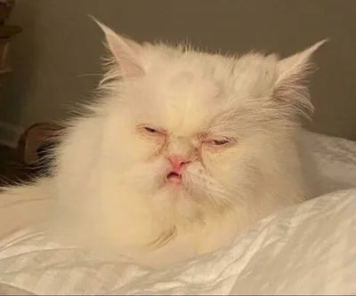 30 Extremely Funny Pictures Of Malfunctioning Cats 