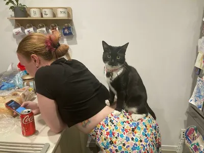 30 Extremely Funny Pictures Of Malfunctioning Cats 